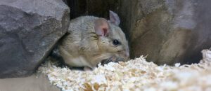 white-throated woodrat