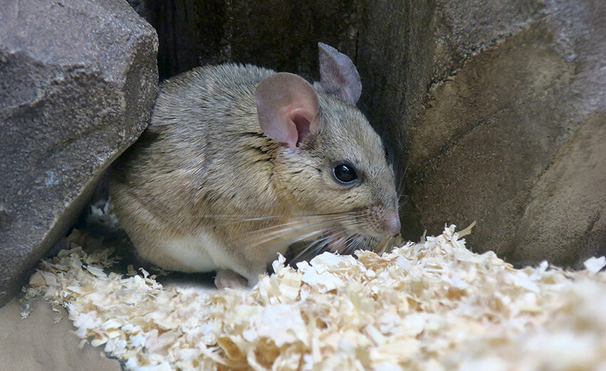 white-throated woodrat