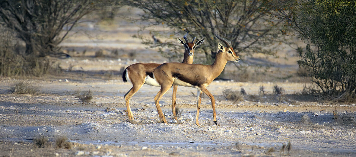 Arabian gazelle