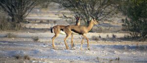 Arabian gazelle