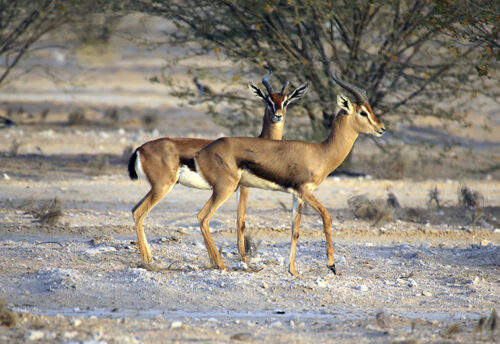 Arabian gazelle