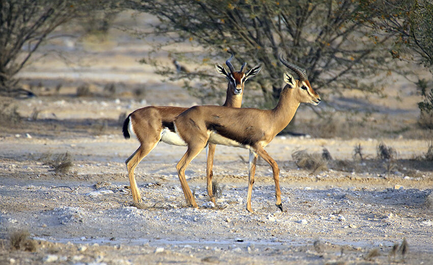 Arabian gazelle