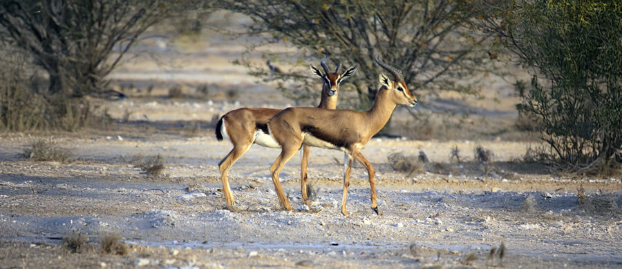 The Arabian Gazelle | Critter Science