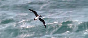 Atlantic petrel