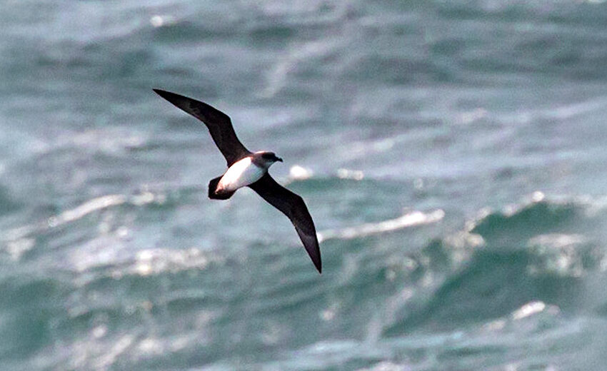 Atlantic petrel