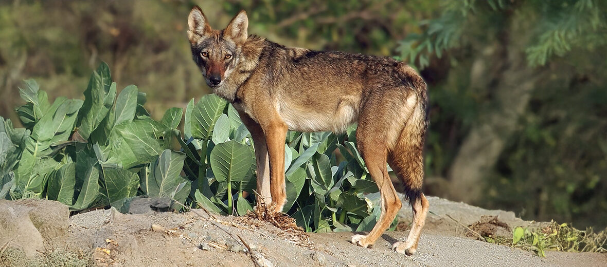 Arabian wolf