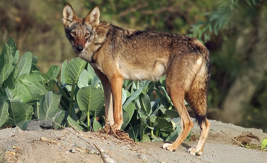 Arabian wolf