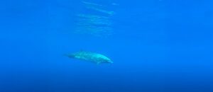 Blainville's beaked whale
