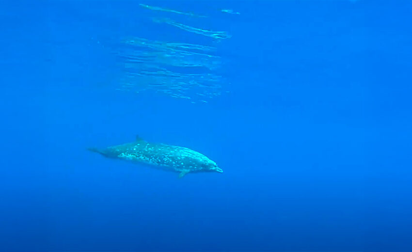 Blainville's beaked whale