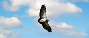 black-chested buzzard eagle