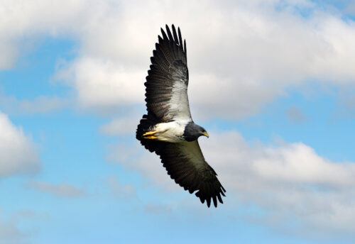 black-chested buzzard eagle