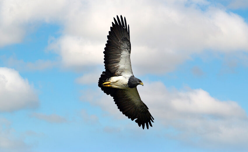 black-chested buzzard eagle