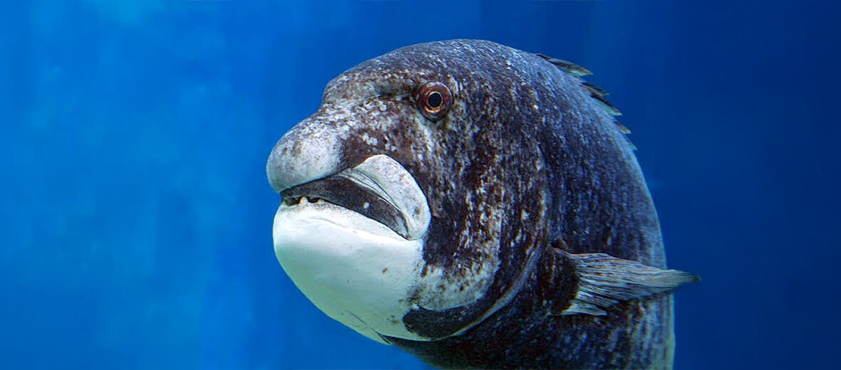 black musselcracker