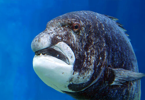 black musselcracker