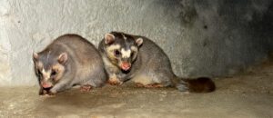 Chinese ferret-badger
