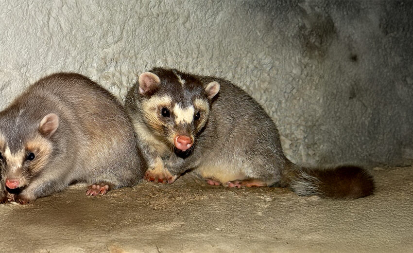 Chinese ferret-badger