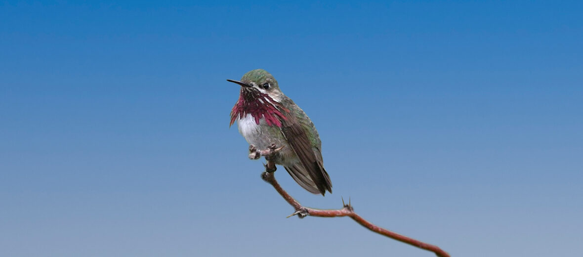 calliope hummingbird