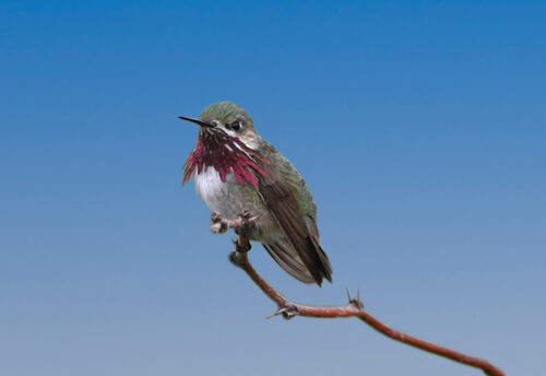 calliope hummingbird