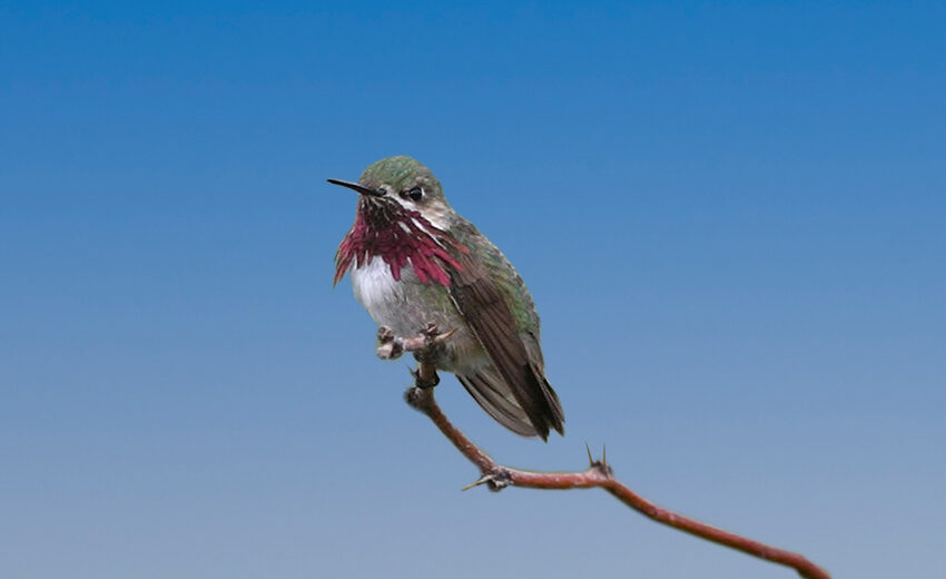 calliope hummingbird