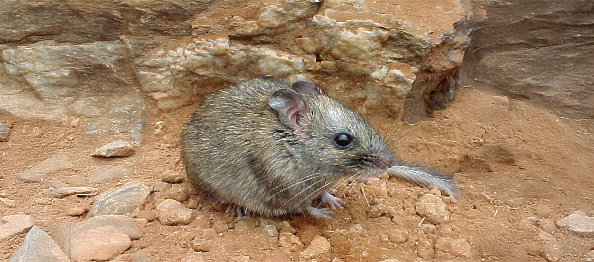 central rock-rat