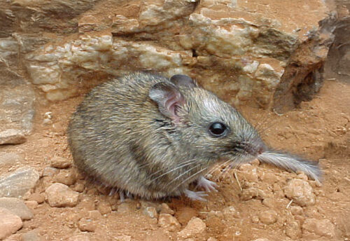 central rock-rat