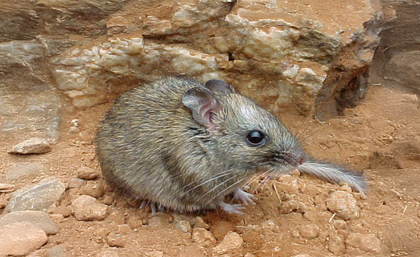 central rock-rat