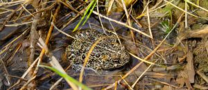 Dixie Valley toad