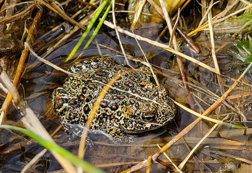 Dixie Valley toad