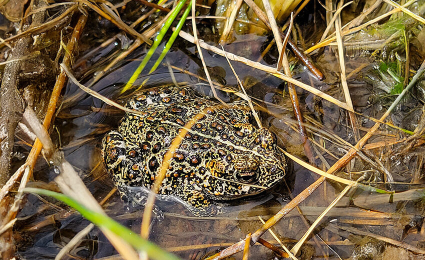 Dixie Valley toad