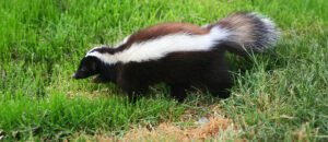Humboldt's hog-nosed skunk