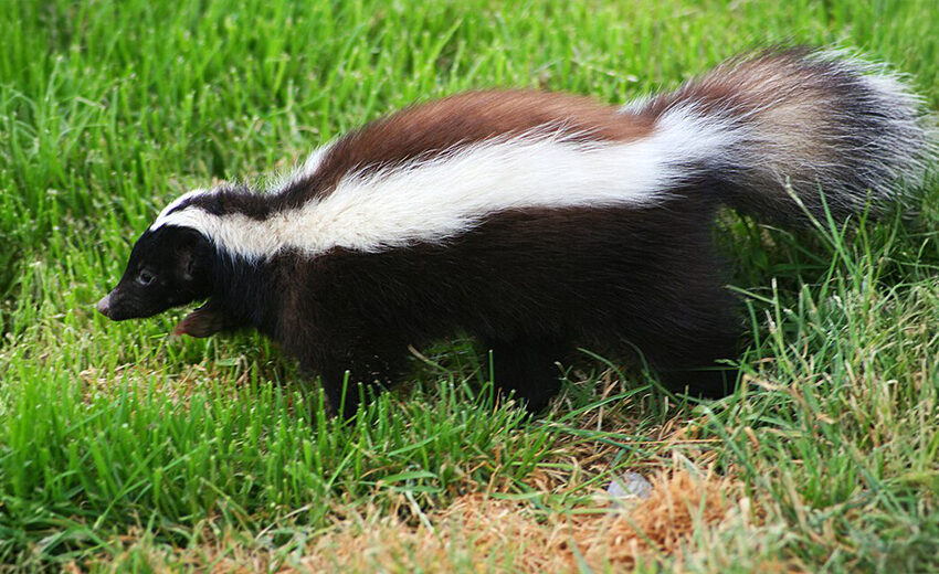Humboldt's hog-nosed skunk
