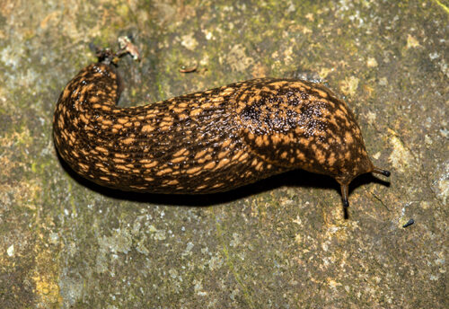 Kerry slug