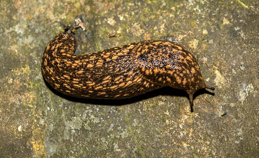 Kerry slug