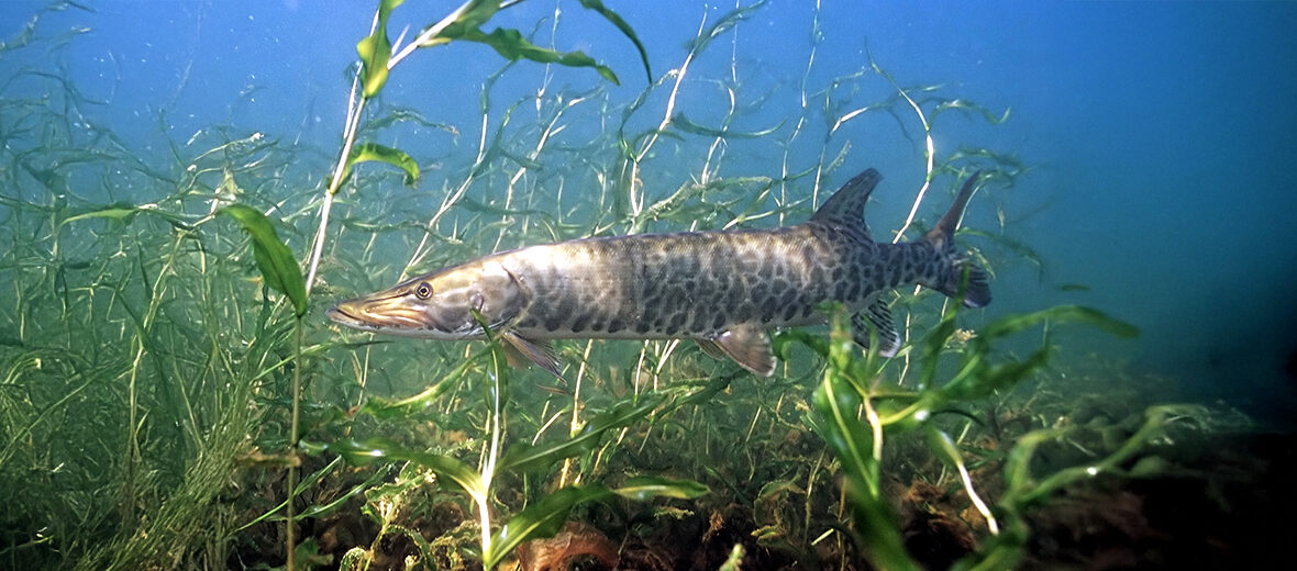 muskellunge