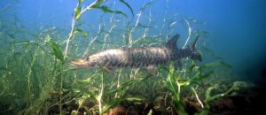 muskellunge