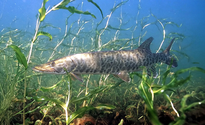 muskellunge