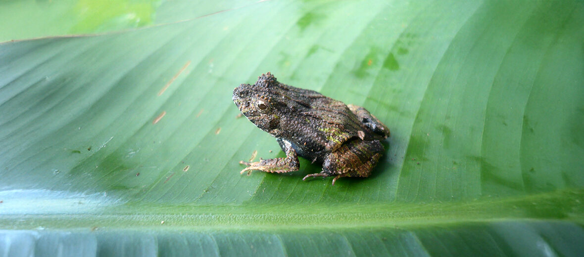 Perez's snouted frog