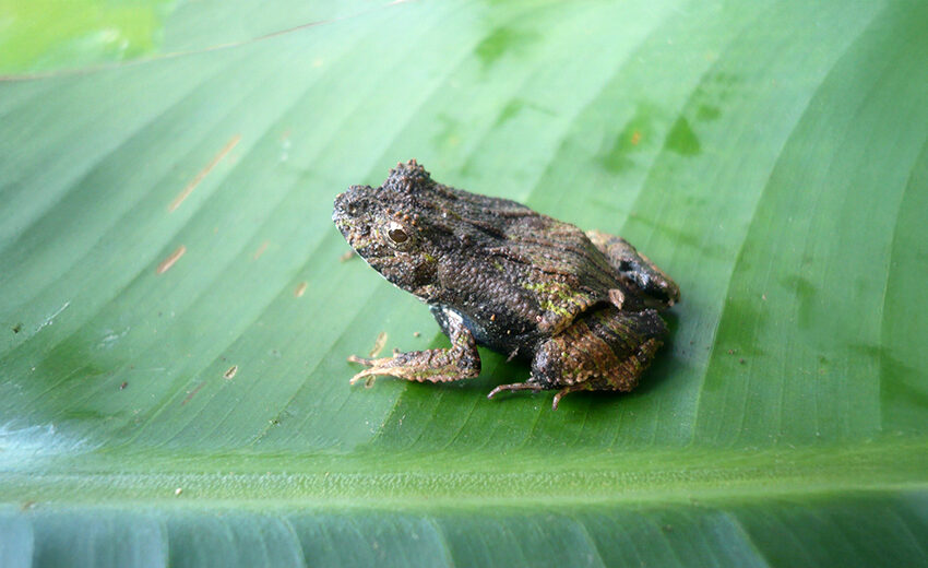 Perez's snouted frog