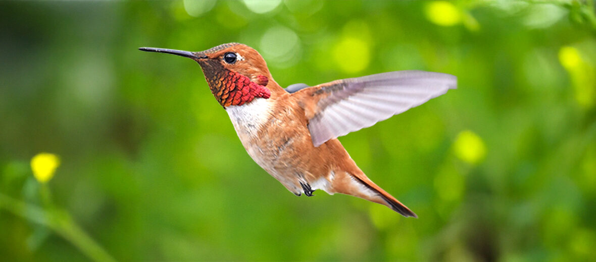 rufous hummingbird