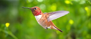 rufous hummingbird