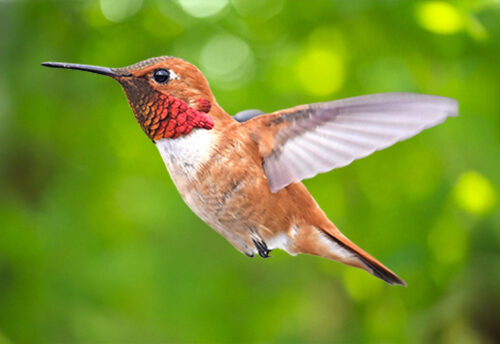 rufous hummingbird