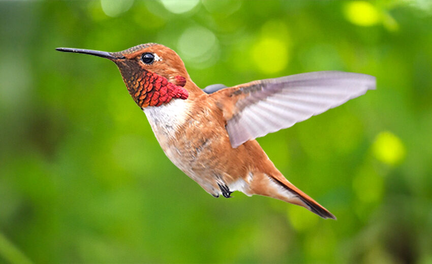 rufous hummingbird