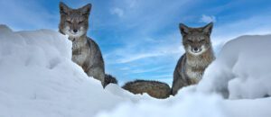 South American gray fox