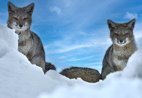 South American gray fox