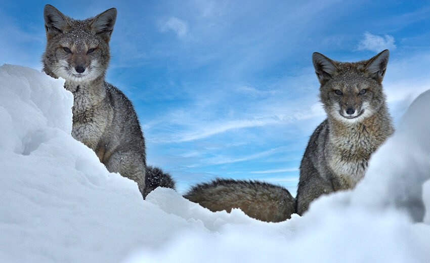 South American gray fox
