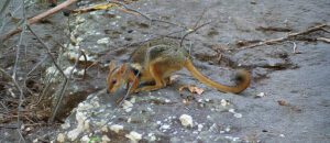 short-eared rock-wallaby