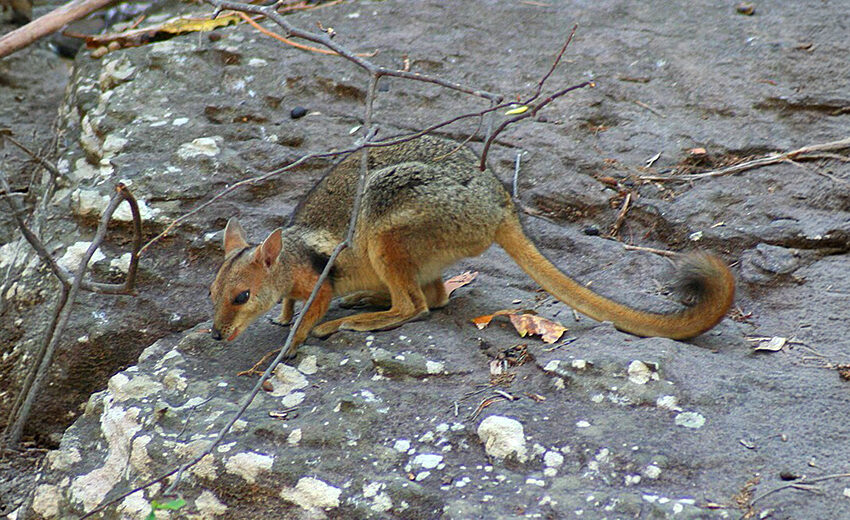 short-eared rock-wallaby