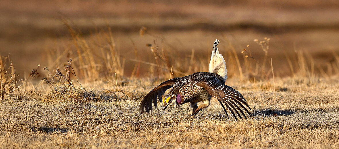 sharp-tailed grouse