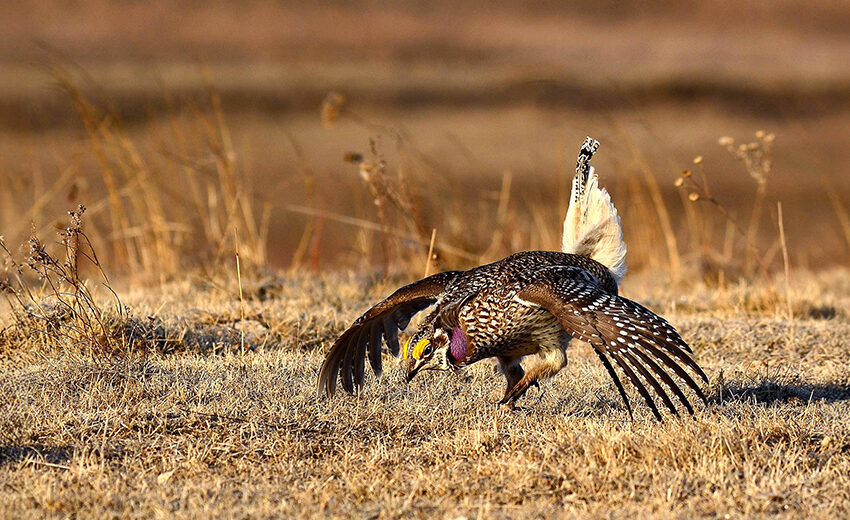sharp-tailed grouse