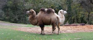 wild bactrian camel